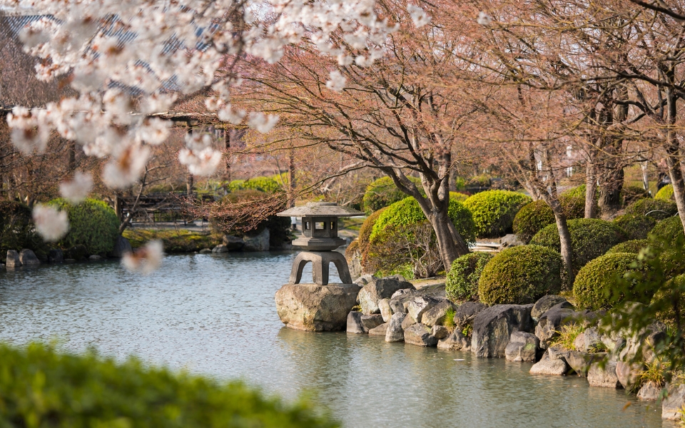 Kyoto Japan honeymoon cherry blossoms